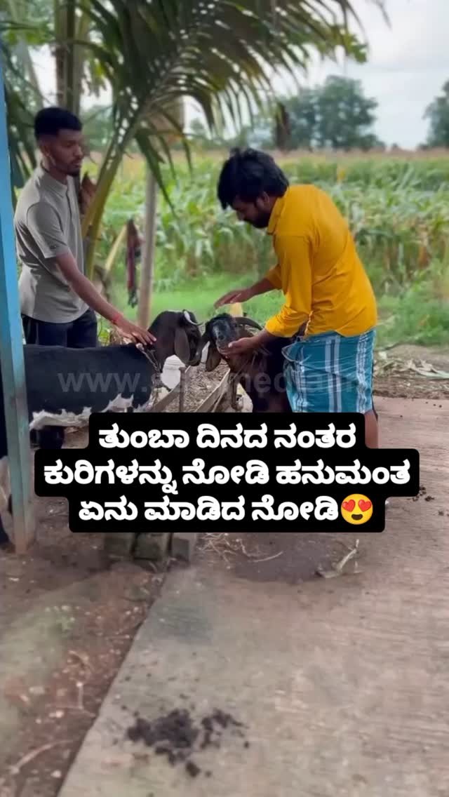 Look what Hanumantha did to the sheep after a long day